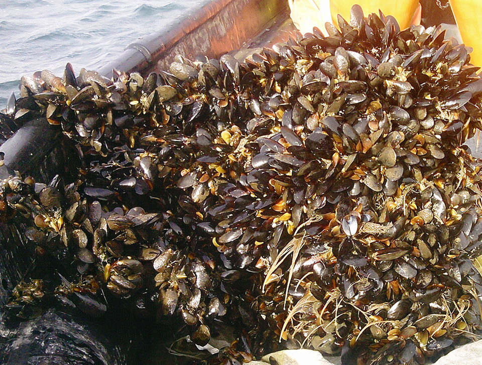 Article image for An overview of mussel culture in Chile