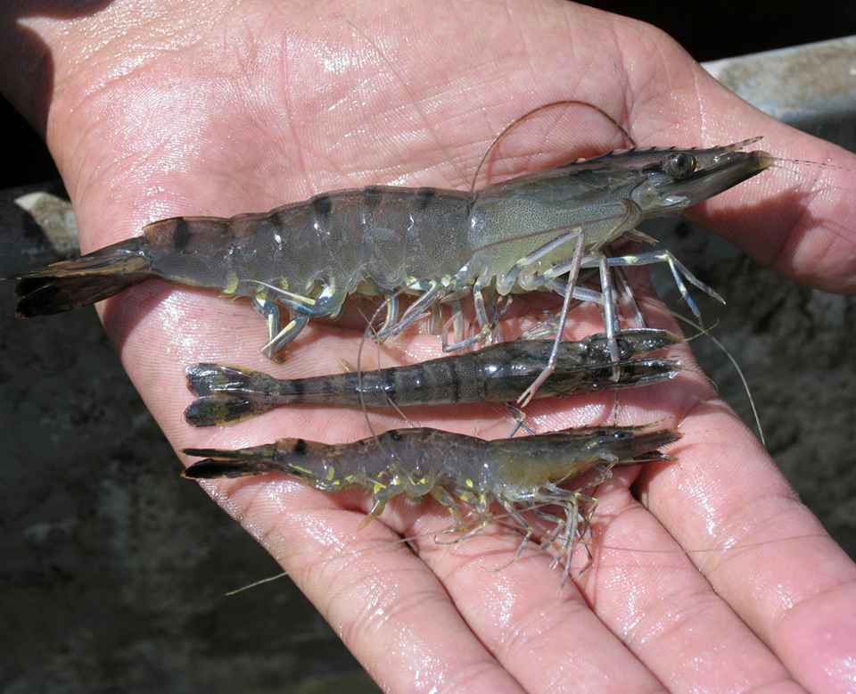 Article image for Disease and shrimp farming