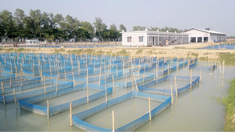 Article image for Public-private partnerships boost monosex tilapia fry production