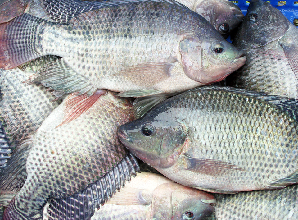 Article image for Improving salinity tolerance in tilapia
