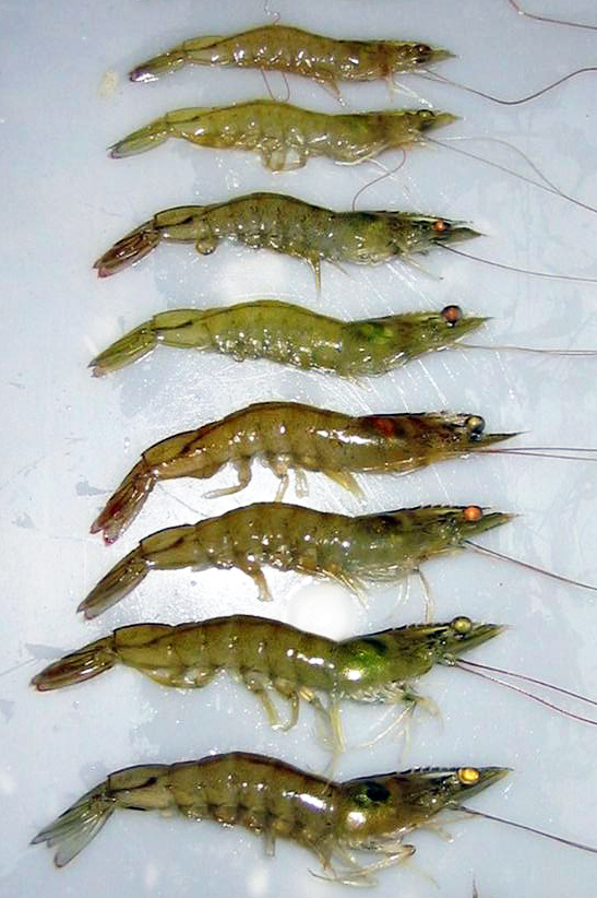 Article image for Wet mount technique excellent for health monitoring, not NHP diagnosis in shrimp