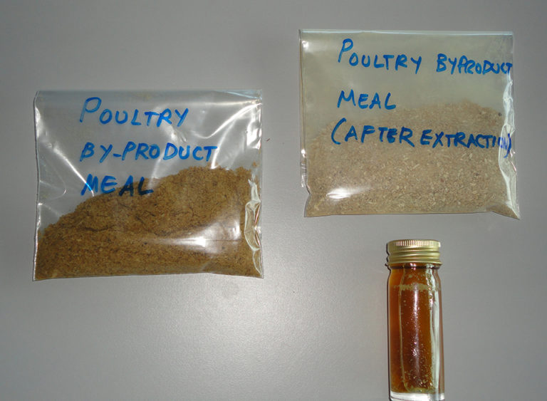 Article image for Fat components, energy in poultry byproduct meal provide valuable nutrients to shrimp