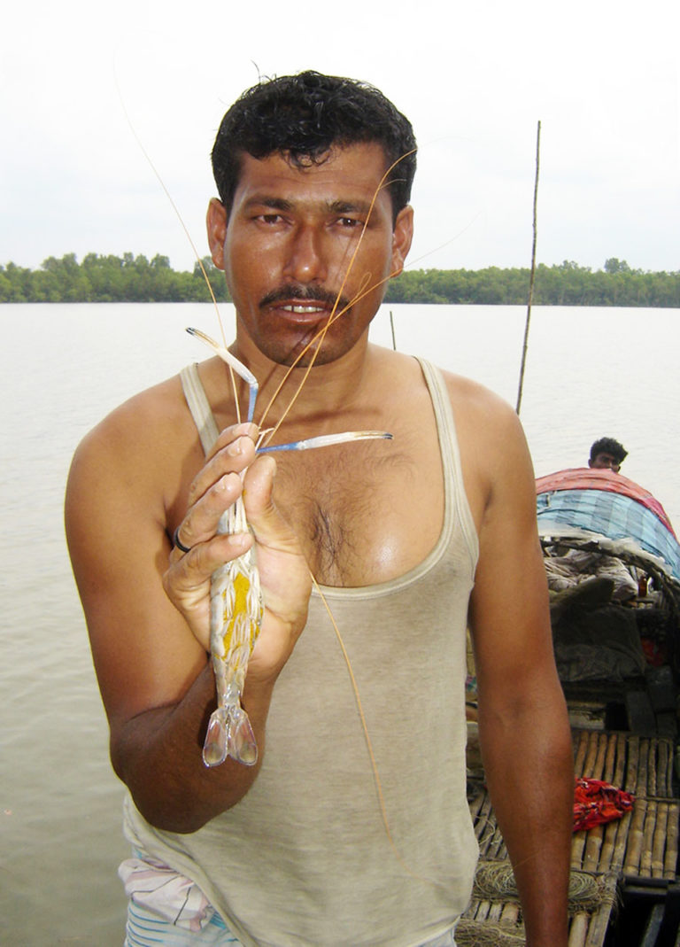 Article image for Prawn farming in Bangladesh faces climate change threats