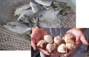 New policies, initiatives could advance U.S. aquaculture