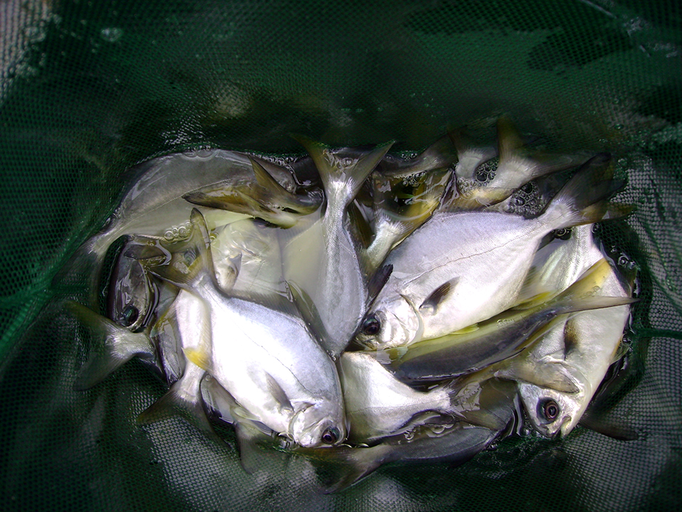 Article image for Taurine: Critical supplement for marine fish feed
