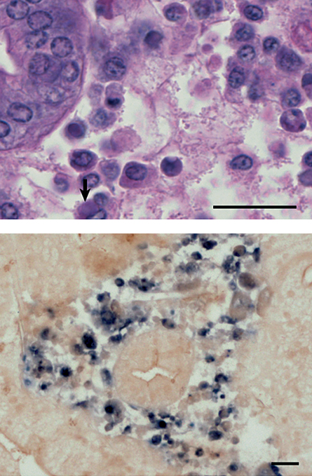 Article image for In situ detection of blue crab reovirus