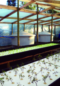 Integrated aquaponics systems evaluated for arid zones of Chile