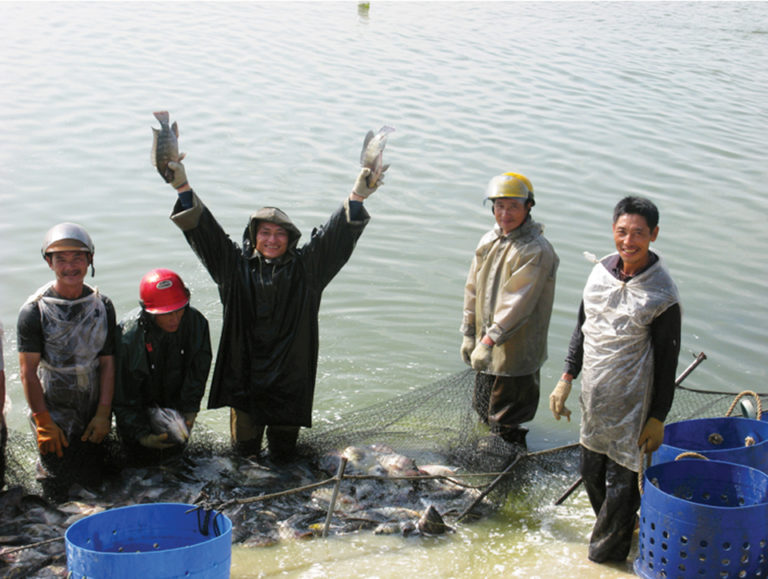 Article image for Tilapia aquaculture in China