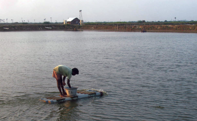 Article image for The Shrimp Book: Small-scale shrimp farmers and global markets