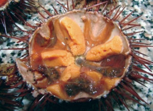 sea urchin