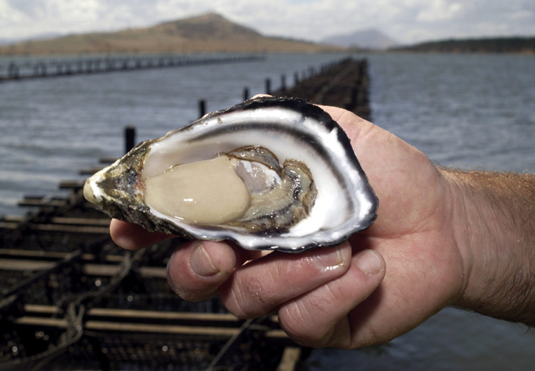 Pacific oyster selective breeding in Australia Responsible Seafood