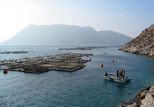 Article image for Contributions of marine aquaculture to sustainable development of island regions