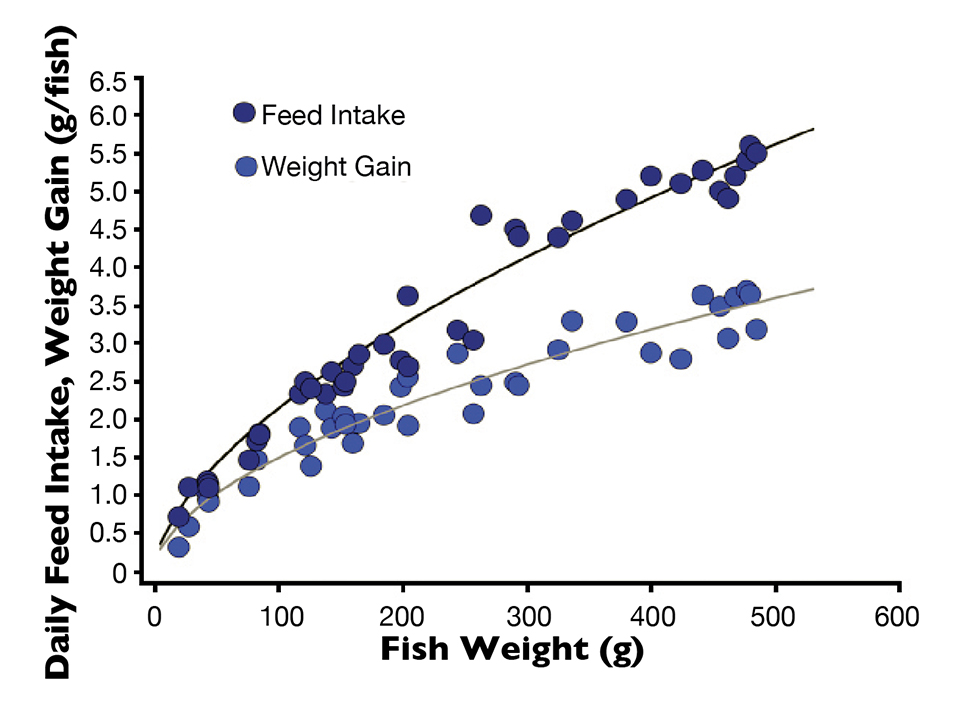 Optimized feed management for intensively reared tilapia Responsible