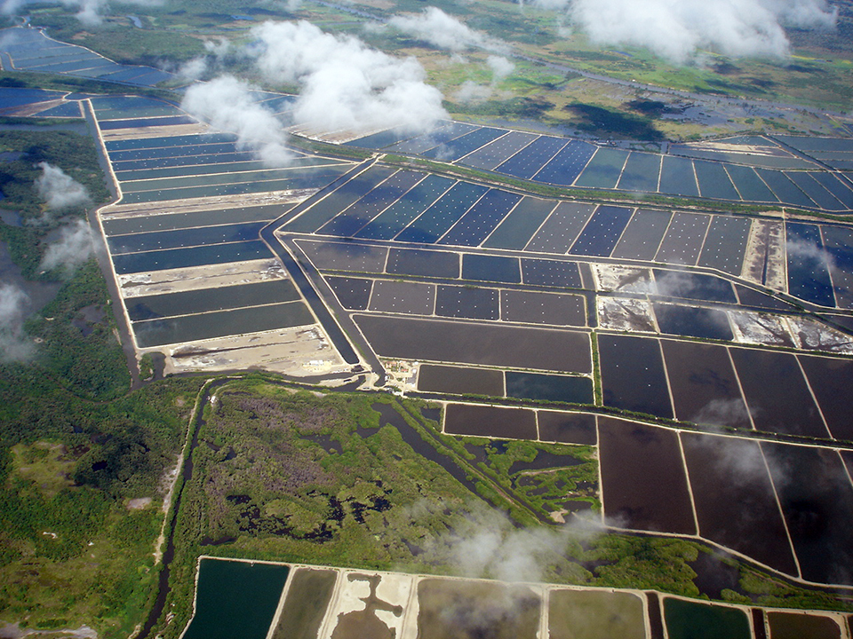 Article image for Shrimp genetic improvement in Ecuador