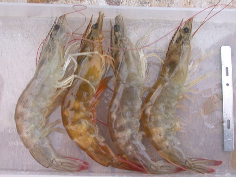 Article image for Shrimp necrosis has infectious etiology