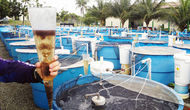 Article image for Settling chambers remove suspended solids, but limit biofloc in shrimp system