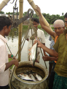 Non-native fish species present farming opportunities, challenges in Bangladesh