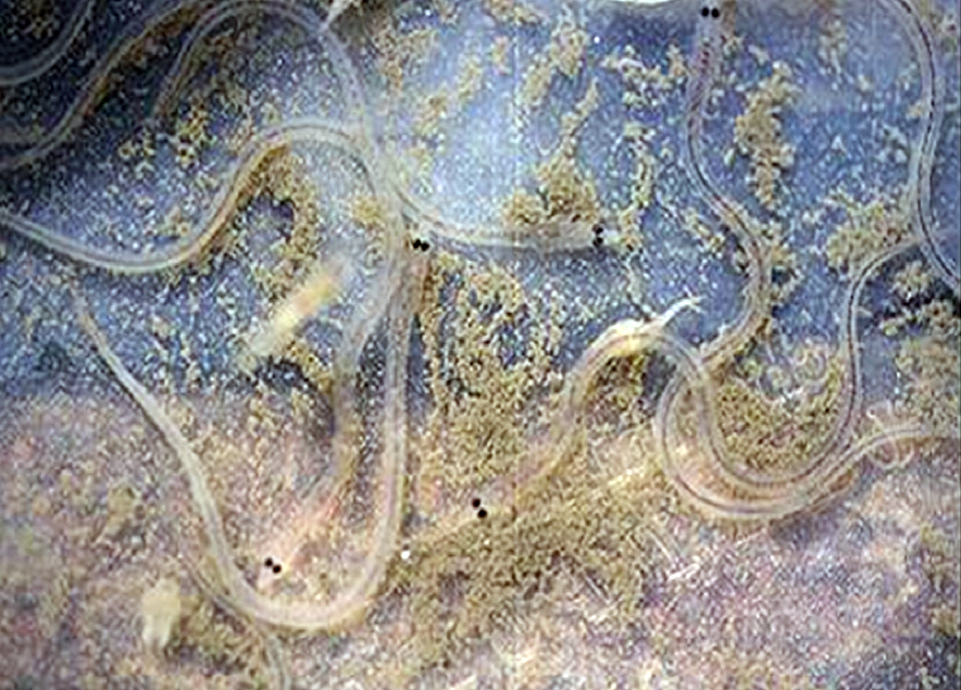 Immagine dell'articolo sull'acquacoltura dell'anguilla giapponese in Corea