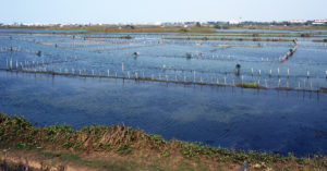 Learning from tradition: Integrated aquaculture