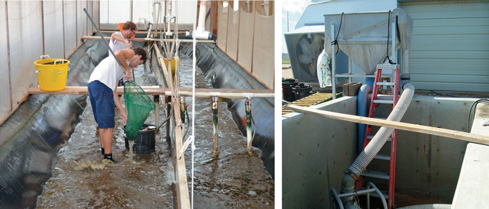 Advances in super-intensive, zero-exchange shrimp raceways ...