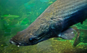 Arapaima