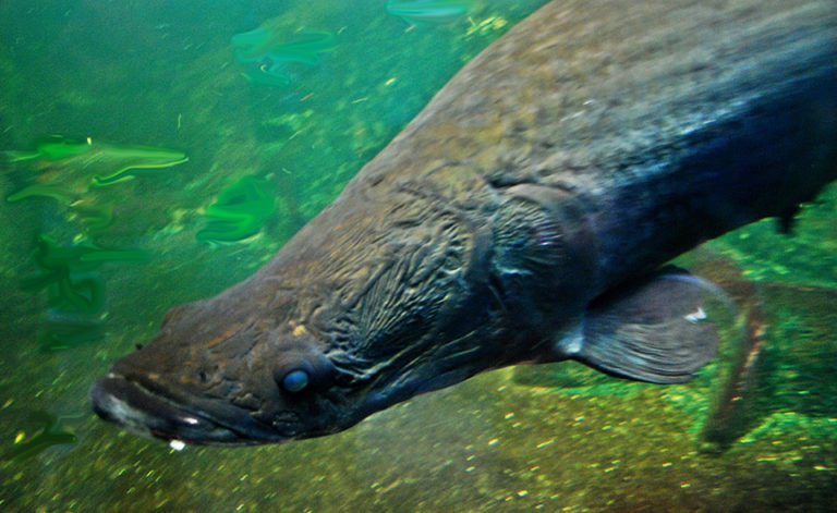 Article image for Arapaima a candidate for intensive freshwater culture