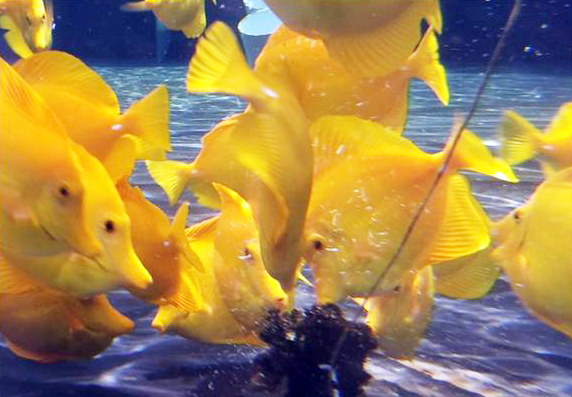 Article image for Oceanic institute achieves breakthroughs in culture technology for yellow tang