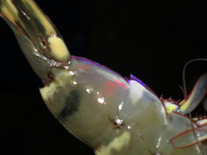 close up of shrimp