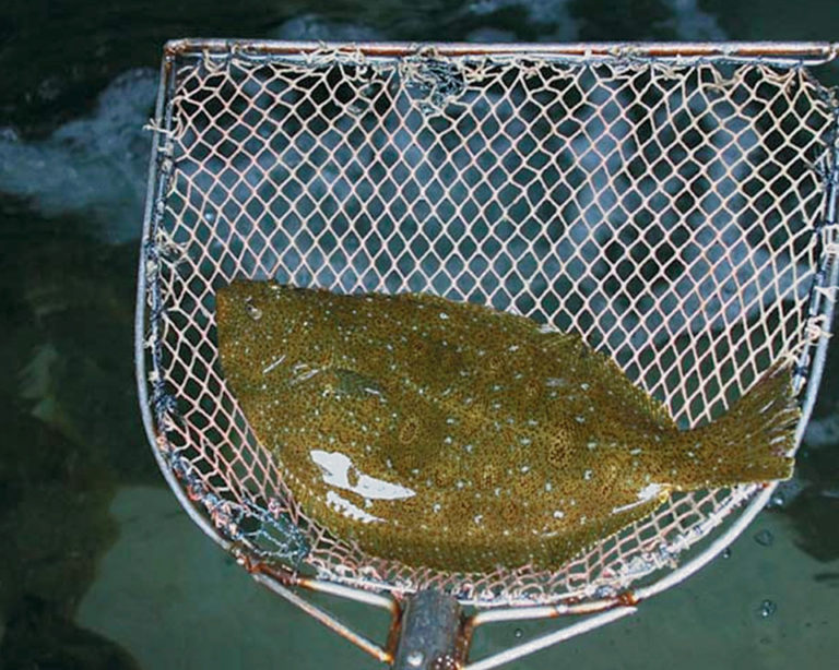 Article image for Dietary organic acids improve gut health, disease resistance in olive flounder