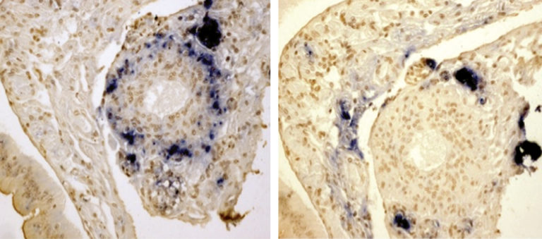 Article image for Study: TSV exposure may lessen YHV effects in white shrimp