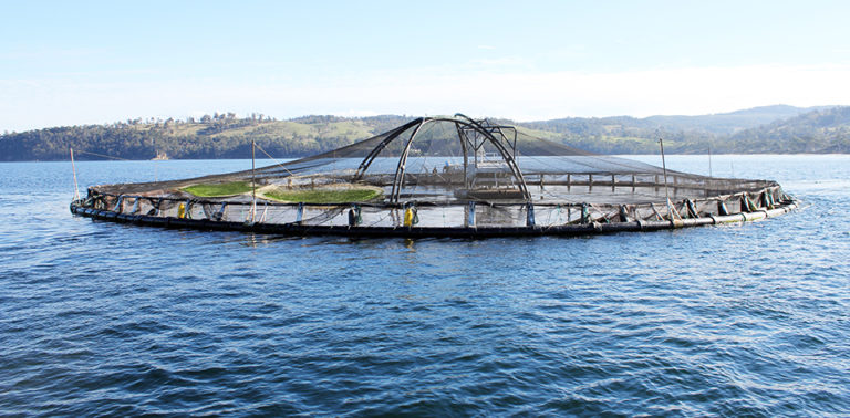 Article image for Innovation in aquaculture