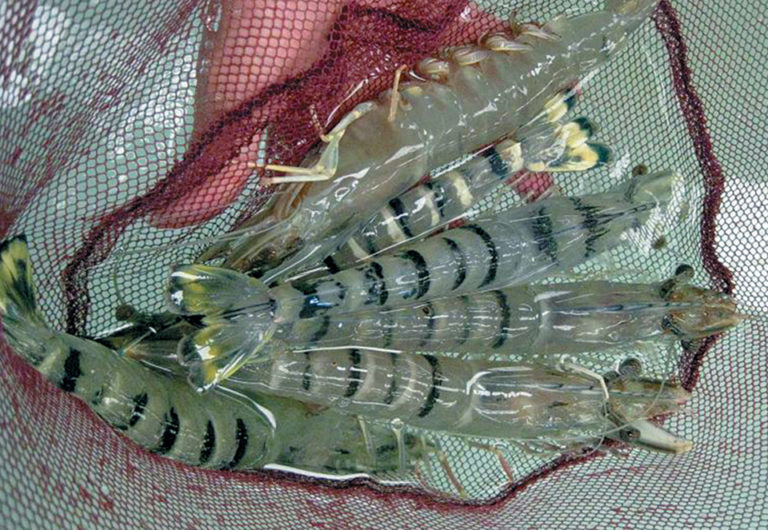 Article image for Hawaiian company breeds SPF black tiger shrimp for improved growth