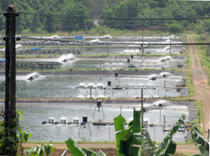 thai fish farms