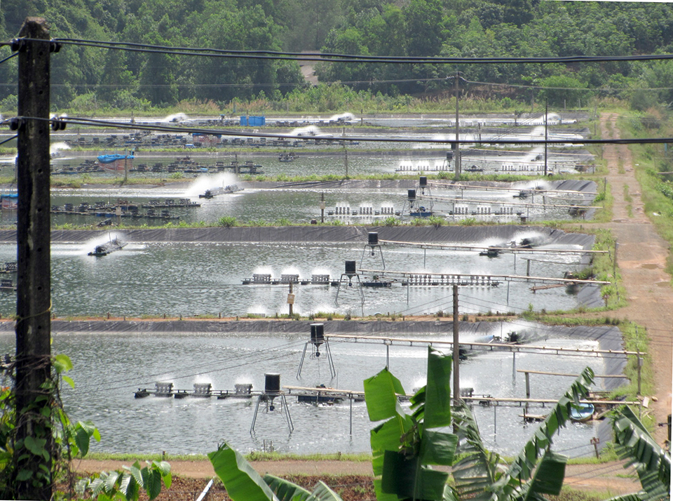 Article image for Automatic feeding in shrimp aquaculture