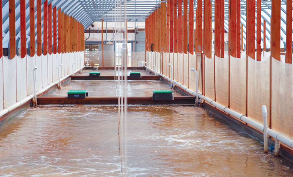 Studies advance intensive shrimp culture in zero-exchange biofloc ...