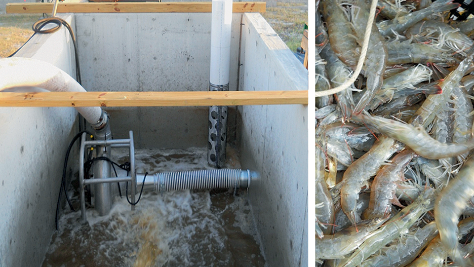 Article image for Studies advance intensive shrimp culture in zero-exchange biofloc raceways