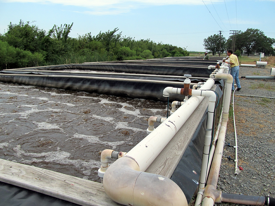 Article image for Biofloc technology reduces common off-flavors in channel catfish