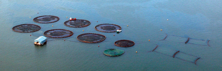 Article image for A look at integrated multi-trophic aquaculture