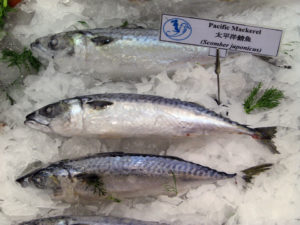 pacific mackerel