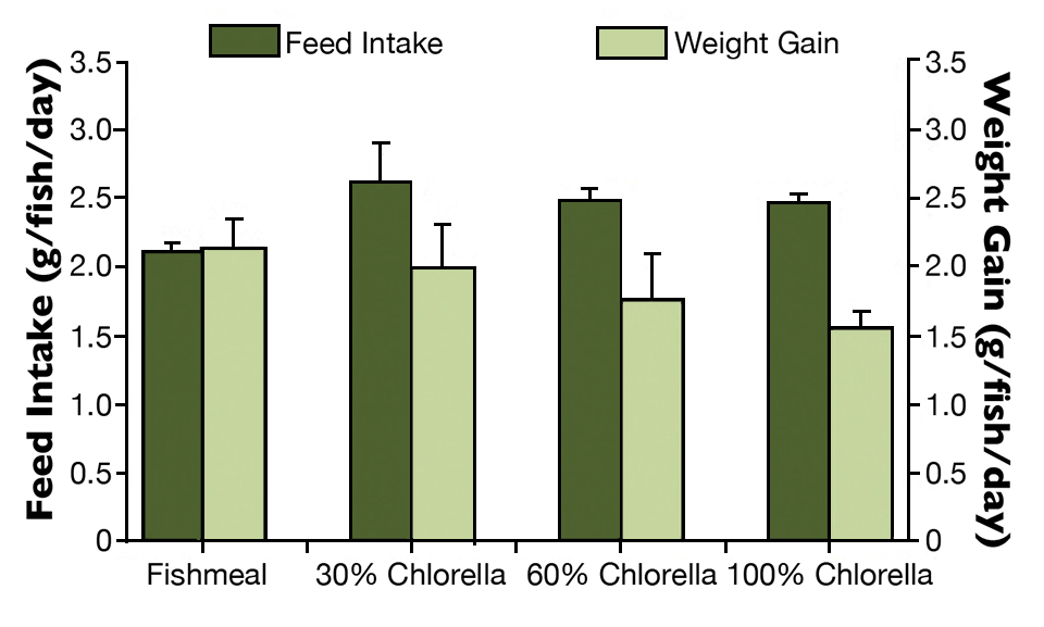 Algae alternative Chlorella studied as protein source in tilapia feeds