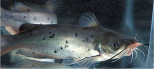 Essential oils enhance fillet composition of channel catfish