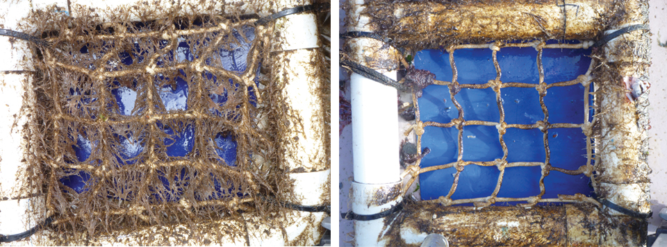 Article image for Tasmanian salmon farms examine net biofouling to reduce impacts