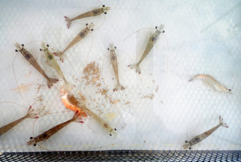 Article image for Environmental trigger for EMS/AHPNS identified in Agrobest shrimp ponds