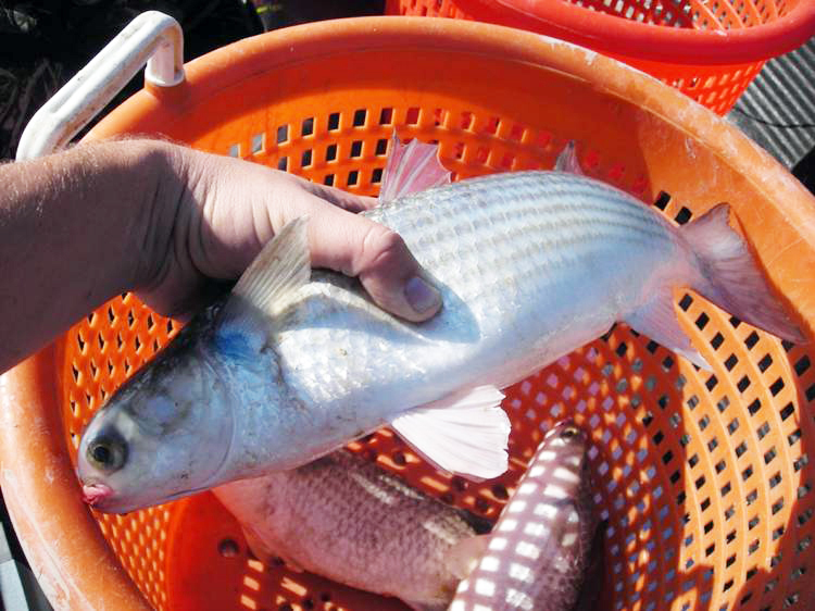 Article image for U.S. field trials show promise for mullet farming in polyculture
