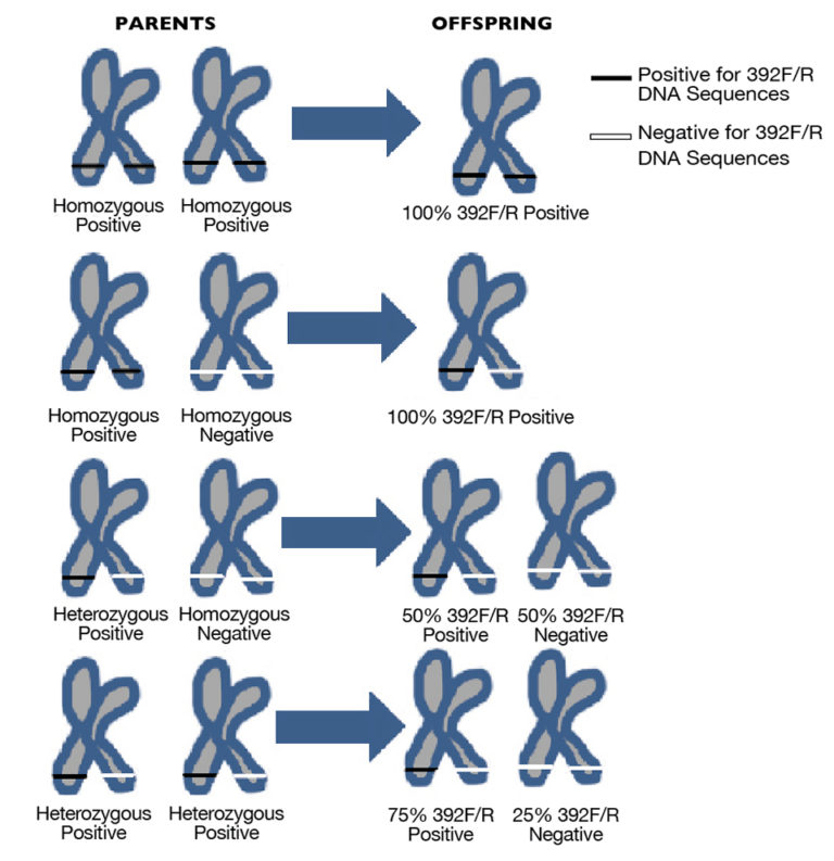 Article image for Genomic IHHN-related DNA sequences in black tiger shrimp