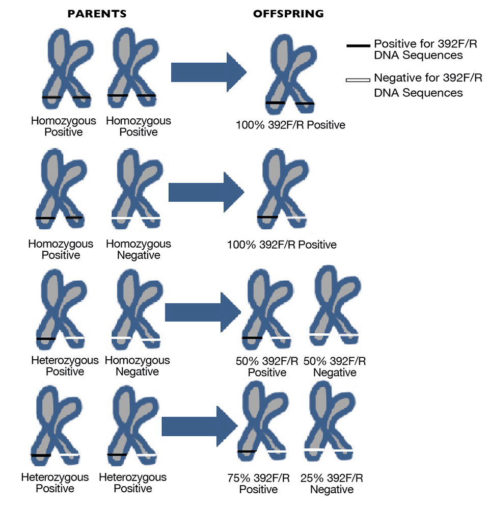 Article image for Genomic IHHN-related DNA sequences in black tiger shrimp