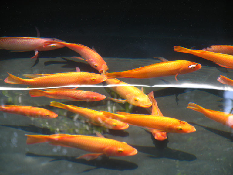 Article image for Phytogenics help improve performance in aquatic species