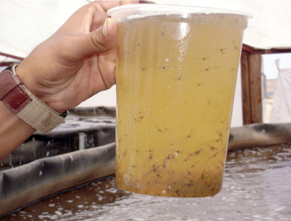 Article image for Feeding considerations for hyper-intensive shrimp nursery systems