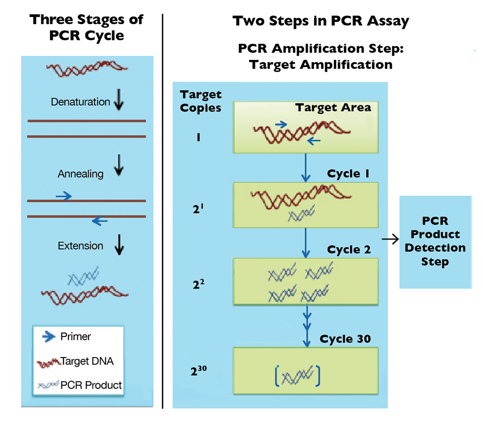Article image for PCR-based tools aid biosecurity via detection of WSSV