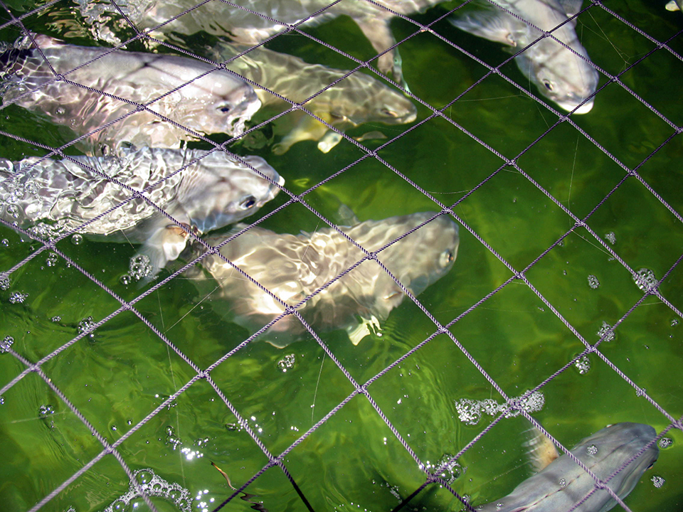 Article image for Government policies key to aquaculture development
